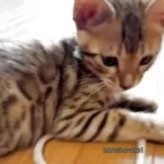 販売中の埼玉県のベンガル-116700の4枚目