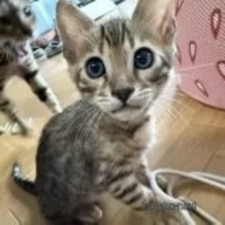 販売中の埼玉県のベンガル-116700