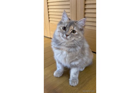 販売中の茨城県のサイベリアン-110308の1枚目