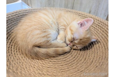 販売中の埼玉県のミヌエット(短足)-116714の7枚目