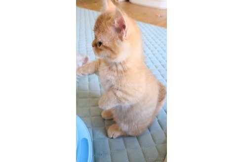 販売中の埼玉県のミヌエット(短足)-116714の5枚目