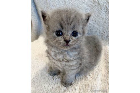 販売中の福島県のミヌエット-116718の2枚目