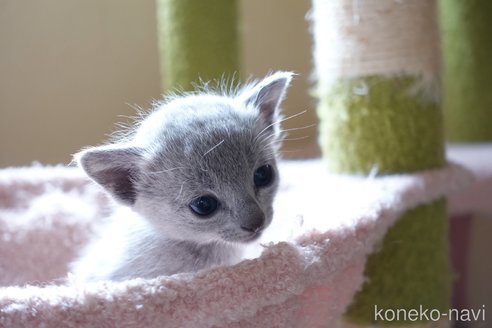 販売中の埼玉県のロシアンブルー-116720の27枚目