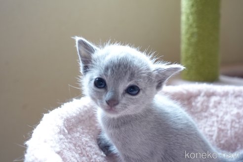 販売中の埼玉県のロシアンブルー-116720の26枚目