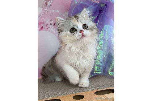 成約済の千葉県のマンチカン-116723の6枚目