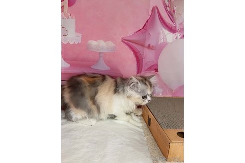 成約済の千葉県のマンチカン-116723の7枚目