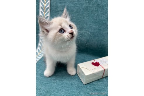販売中の京都府のラガマフィン-116722の1枚目