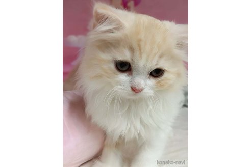 成約済の千葉県のマンチカン-116724の4枚目