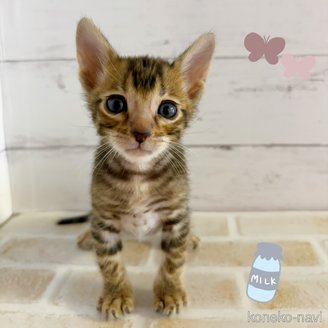 販売中の東京都のトイガー-116725の1枚目