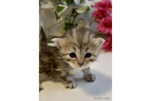 販売中の大阪府のサイベリアン-116727の12枚目