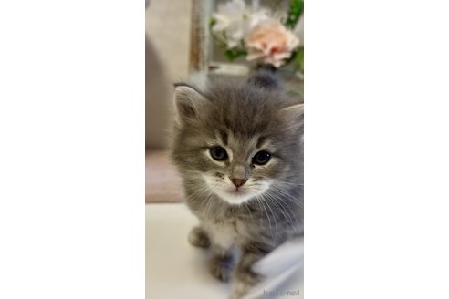 販売中の大阪府のサイベリアン-116729の2枚目