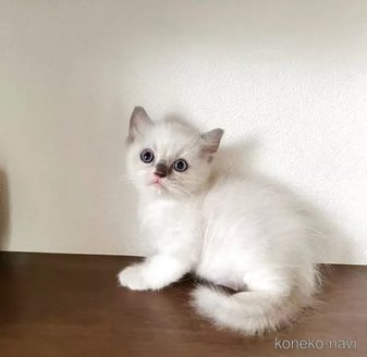 販売中の埼玉県のラグドール-116733の3枚目