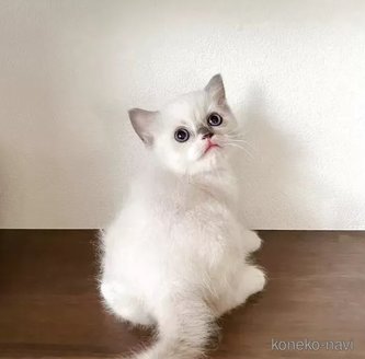 販売中の埼玉県のラグドール-116733の2枚目