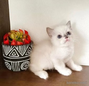 販売中の埼玉県のラグドール-116733の4枚目