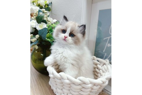 販売中の兵庫県のラグドール-116736の2枚目