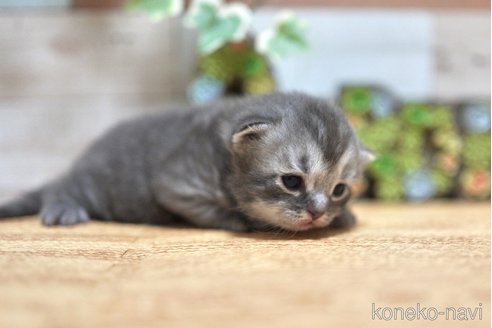 販売中の北海道のスコティッシュフォールド(折れ耳)-116737の2枚目
