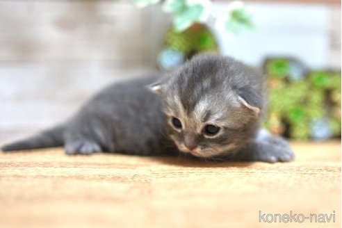 販売中の北海道のスコティッシュフォールド(折れ耳)-116737の3枚目
