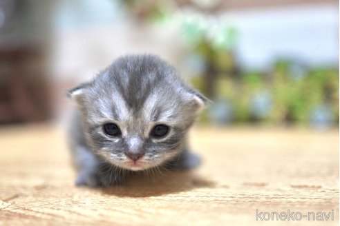販売中の北海道のスコティッシュフォールド(折れ耳)-116737の4枚目