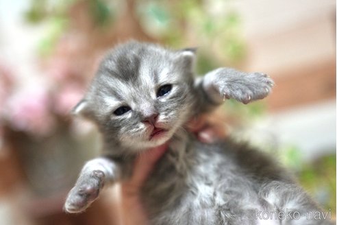 販売中の北海道のスコティッシュフォールド(折れ耳)-116737の5枚目