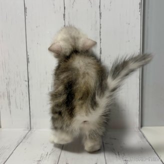 販売中の東京都のエキゾチックショートヘア-116742の4枚目