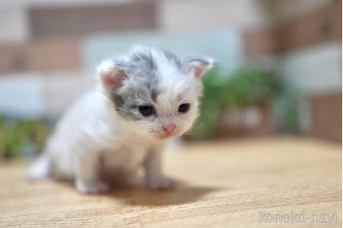 販売中の北海道のセルカークレックス-116740の3枚目