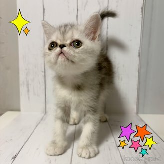 販売中の東京都のエキゾチックショートヘア-116743