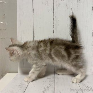 販売中の東京都のエキゾチックショートヘア-116743の2枚目