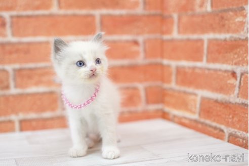 販売中の北海道のラグドール-116745の3枚目