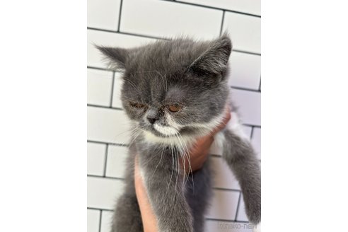 販売中の愛媛県のエキゾチックショートヘア-112488の6枚目