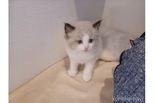 成約済の東京都のラグドール-116759の10枚目