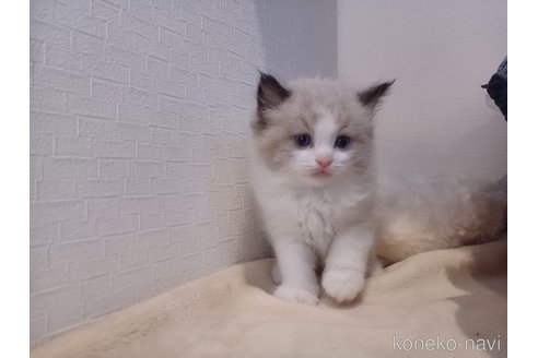 成約済の東京都のラグドール-116759の2枚目