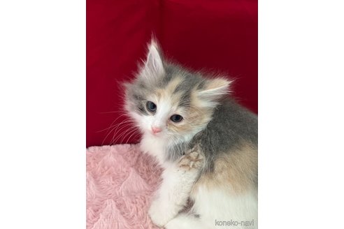 販売中の富山県のノルウェージャンフォレストキャット-116758の3枚目