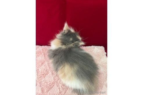 販売中の富山県のノルウェージャンフォレストキャット-116758の2枚目