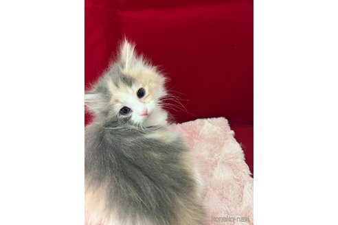 販売中の富山県のノルウェージャンフォレストキャット-116758の4枚目