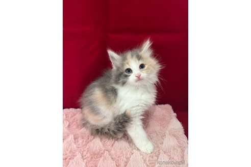 販売中の富山県のノルウェージャンフォレストキャット-116758