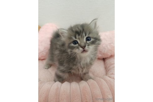 販売中の埼玉県のサイベリアン-116761の3枚目