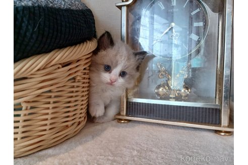販売中の東京都のラグドール-116765の9枚目