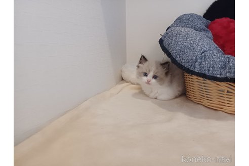 販売中の東京都のラグドール-116765の3枚目