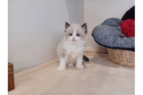 販売中の東京都のラグドール-116765の6枚目
