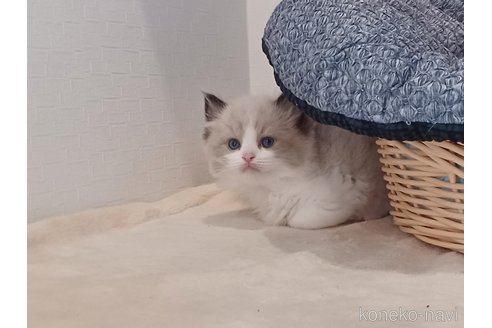 販売中の東京都のラグドール-116765の5枚目