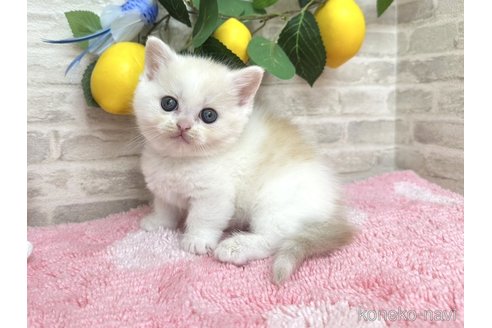 販売中の埼玉県のミヌエット(短足)-116762の5枚目