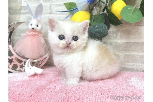 販売中の埼玉県のミヌエット(短足)-116762の4枚目