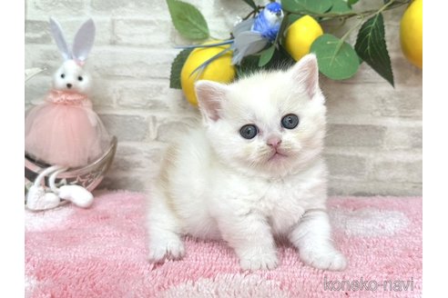 販売中の埼玉県のミヌエット(短足)-116762の2枚目