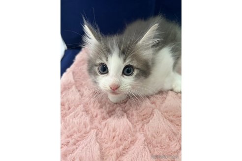 販売中の富山県のノルウェージャンフォレストキャット-116772