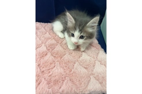 販売中の富山県のノルウェージャンフォレストキャット-116772の2枚目