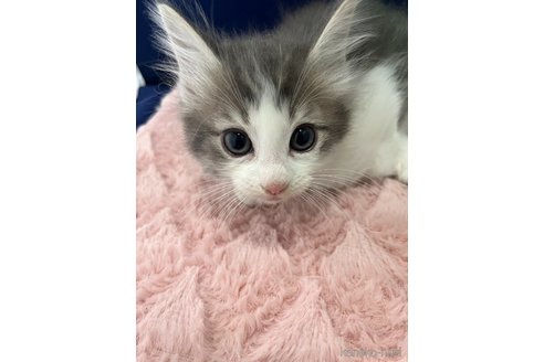 販売中の富山県のノルウェージャンフォレストキャット-116772の4枚目