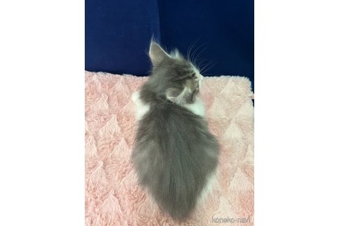 販売中の富山県のノルウェージャンフォレストキャット-116772の5枚目