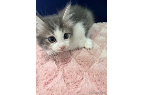 販売中の富山県のノルウェージャンフォレストキャット-116772の3枚目