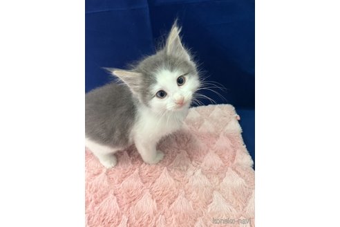 販売中の富山県のノルウェージャンフォレストキャット-116774の4枚目