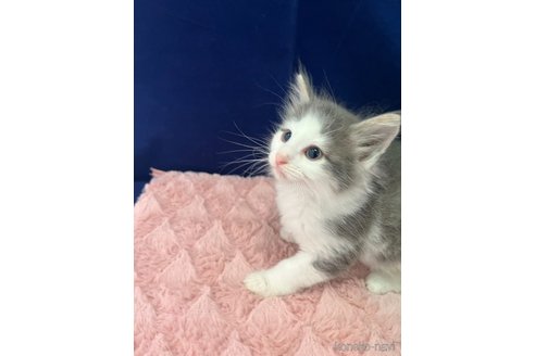 販売中の富山県のノルウェージャンフォレストキャット-116774の3枚目